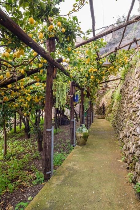 La limonaia della torretta
