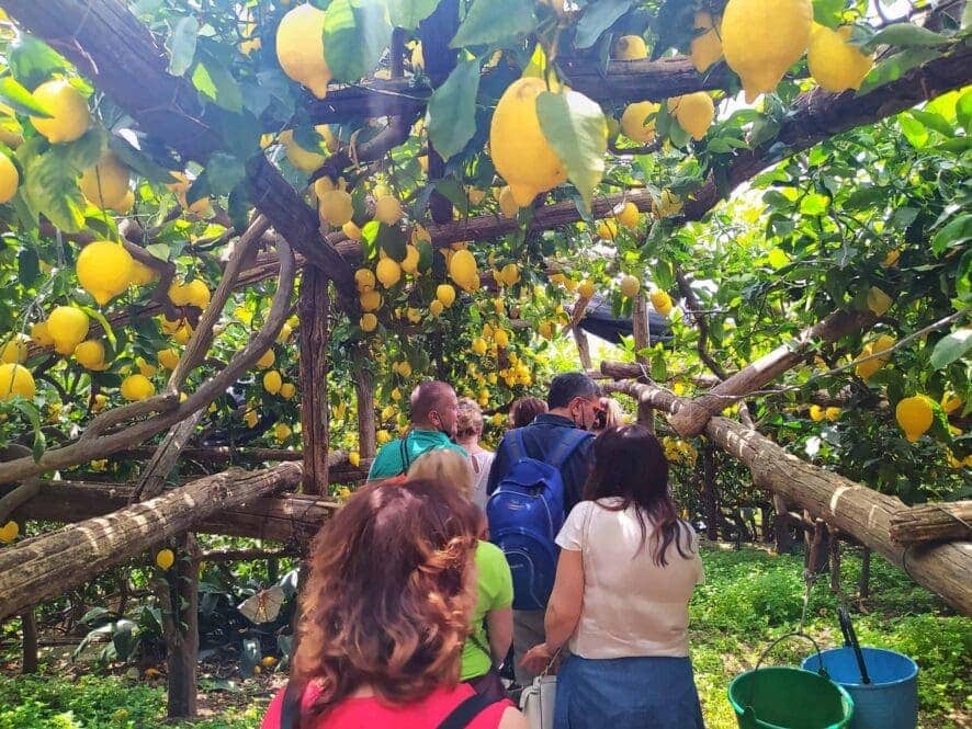 Path of Lemons
